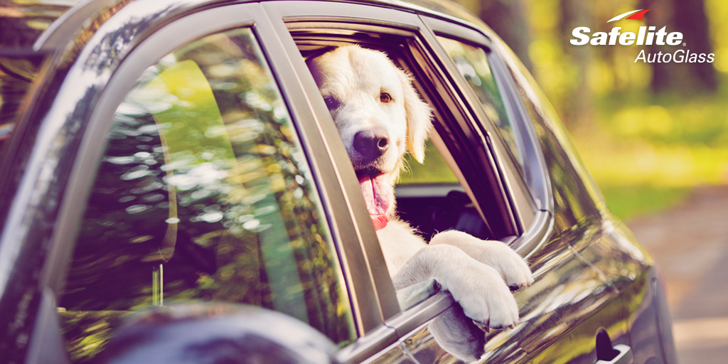 10-3_carmudpets_twitter